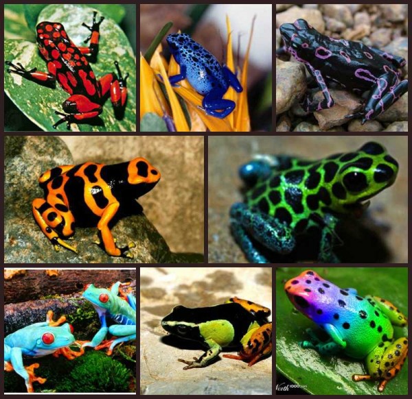 разноцветные лягушки