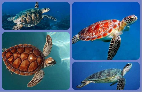 морские черепахи коллаж