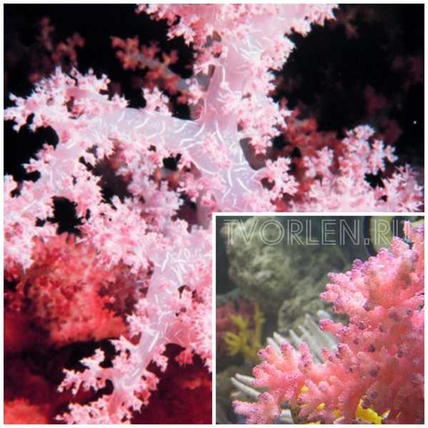 розовые кораллы