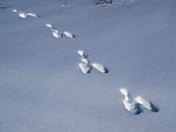 заячьи следы на снегу